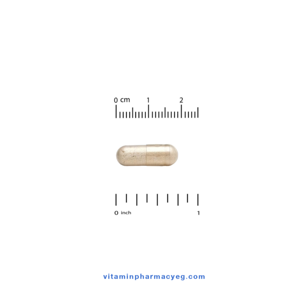 حجم كبسولة California Gold Nutrition LactoBif 30 Probiotics - بروبيوتيك لاكتوبيف